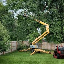 Best Palm Tree Trimming  in Masonville, KY