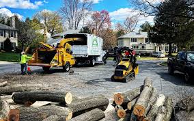 Best Tree Maintenance Programs  in Masonville, KY