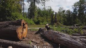 Best Tree Mulching  in Masonville, KY