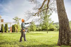 Best Fruit Tree Pruning  in Masonville, KY