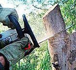 Best Firewood Processing and Delivery  in Masonville, KY