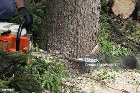 Best Tree Maintenance Programs  in Masonville, KY