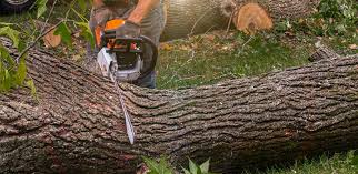 Best Tree Preservation Services  in Masonville, KY
