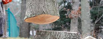 Best Leaf Removal  in Masonville, KY