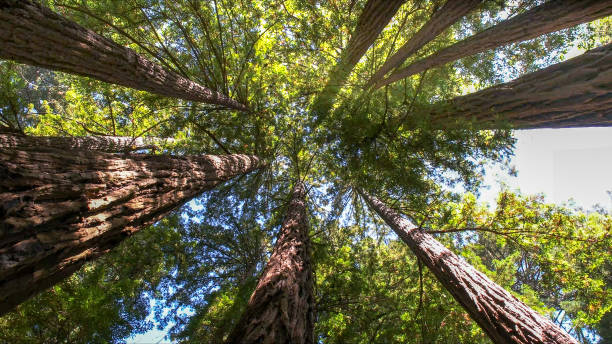 Best Arborist Consultation Services  in Masonville, KY