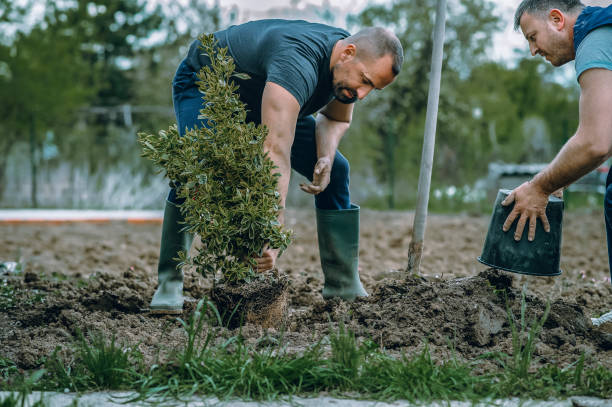 How Our Tree Care Process Works  in  Masonville, KY