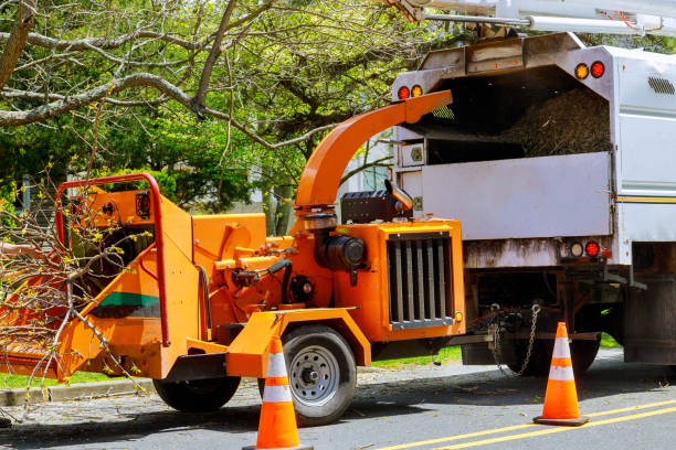 Masonville, KY Tree Services Company