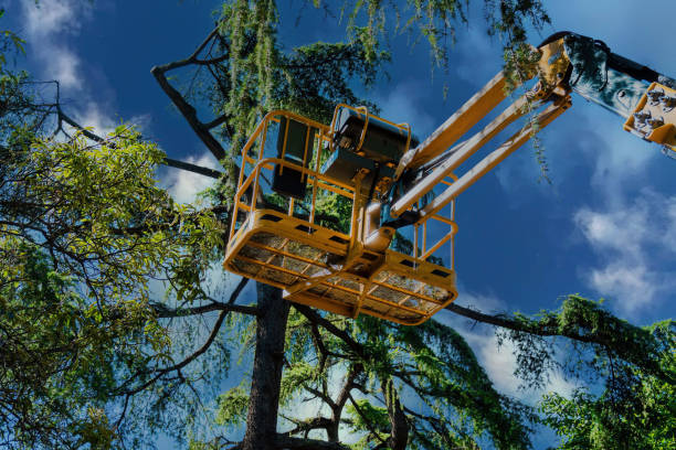 Best Tree Removal  in Masonville, KY