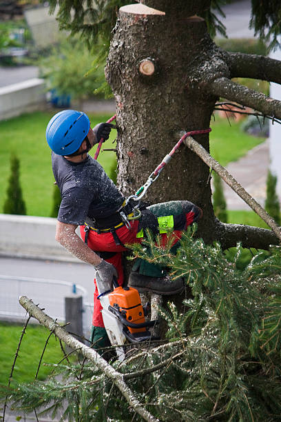 Best Tree and Shrub Care  in Masonville, KY