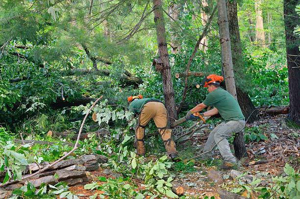 Best Storm Damage Tree Cleanup  in Masonville, KY
