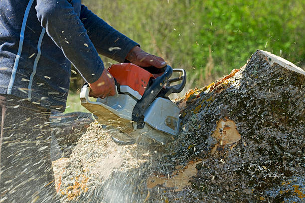 Best Aeration Services  in Masonville, KY