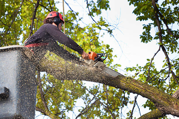 Best Tree Risk Assessment  in Masonville, KY