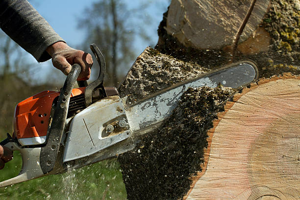 Best Lawn Grading and Leveling  in Masonville, KY