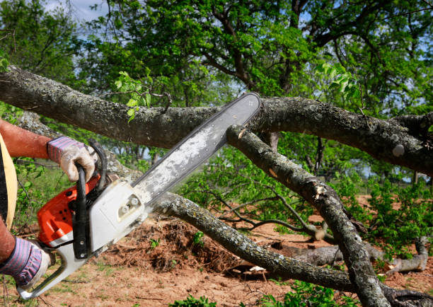 Best Arborist Consultation Services  in Masonville, KY