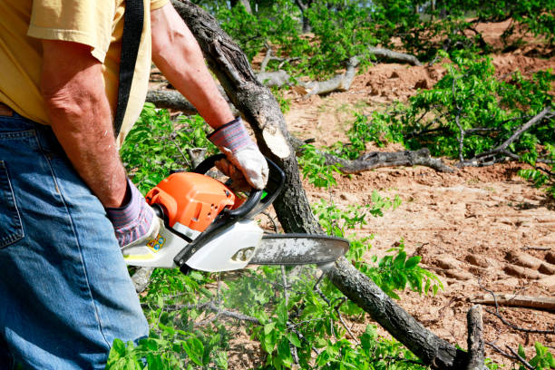 Best Fruit Tree Pruning  in Masonville, KY